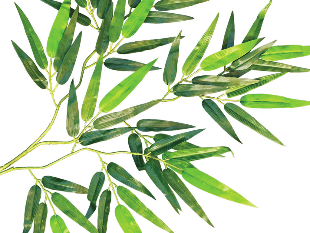 Oriental Bamboo Tree ID# BBCM72