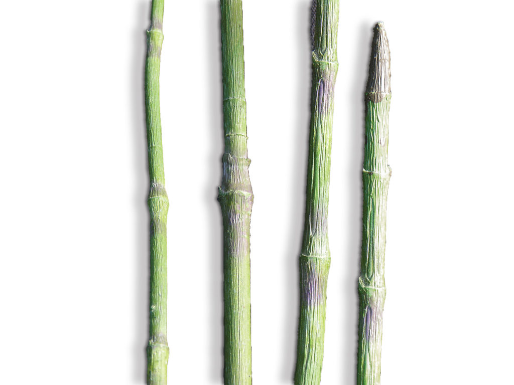 Bamboo Reed Grass ID# BBRS27, BBRS36, BBRS52