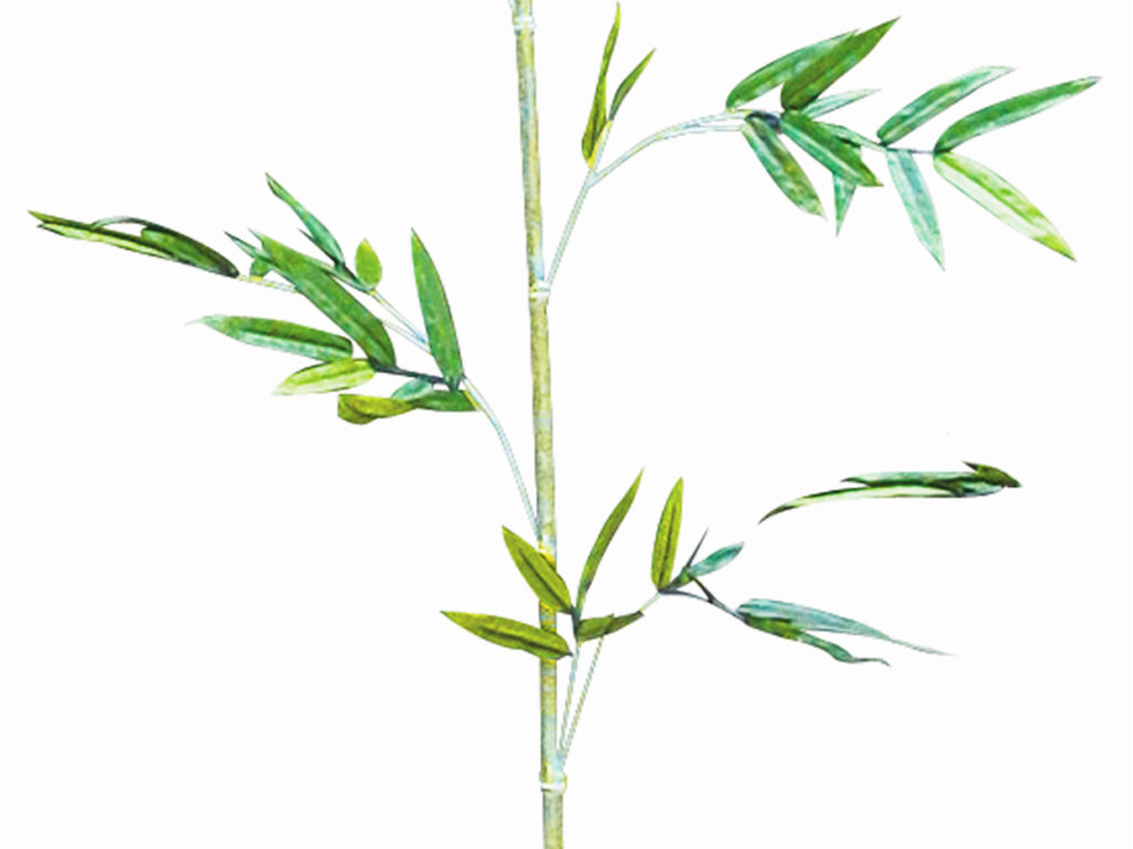 Whisper Bamboo Tree ID# BBWC96G