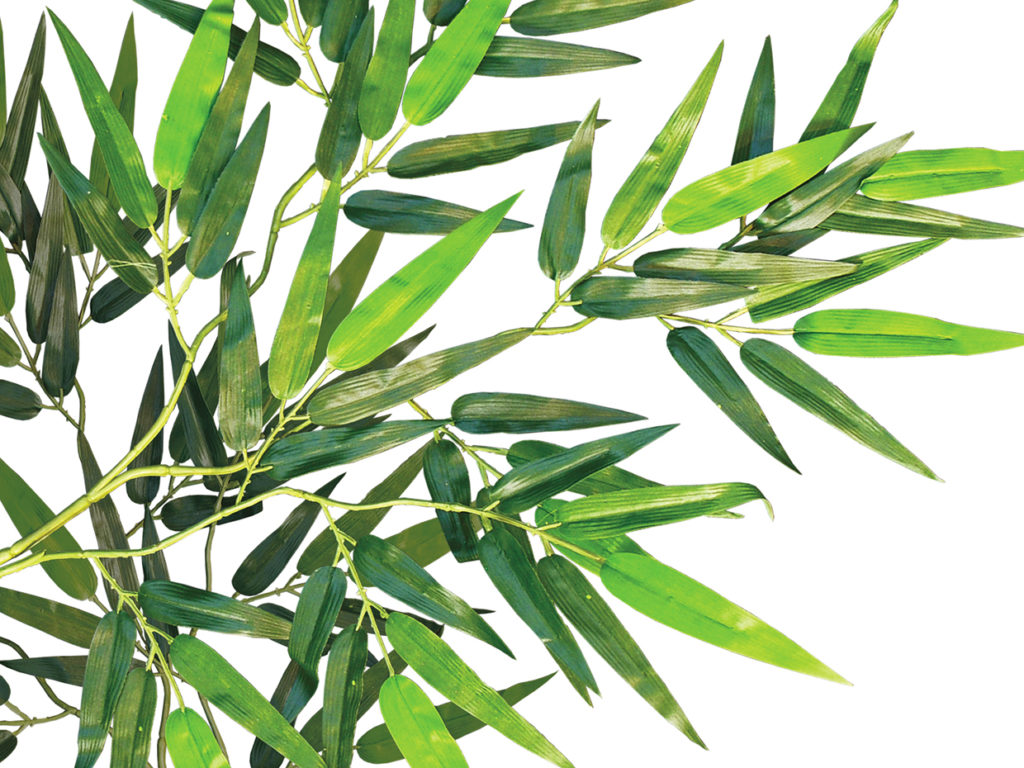 Wild Bamboo Tree ID# BBWM84