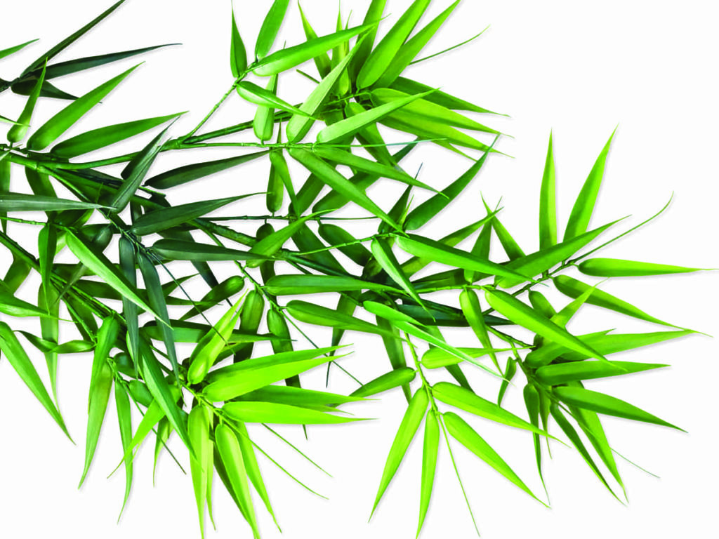 Bamboo Tree, Outdoor ID# BBP3X2++
