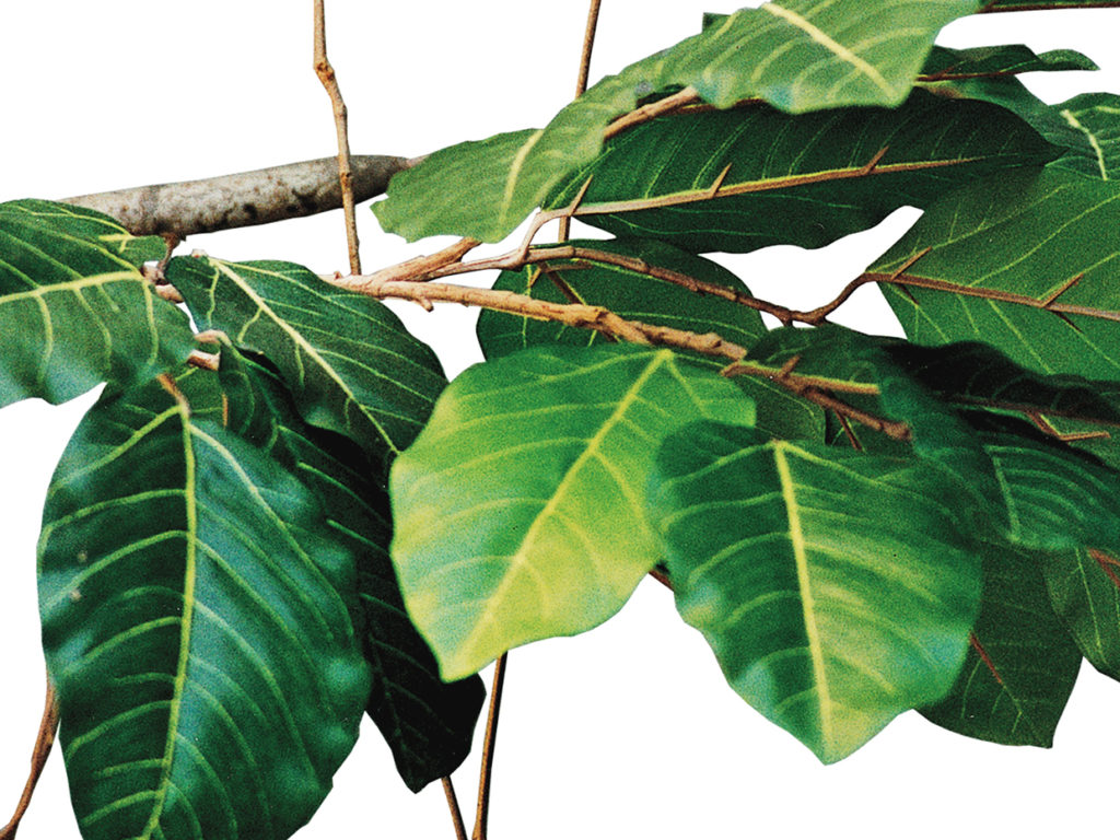 Banyan Tree ID# BNYMX8