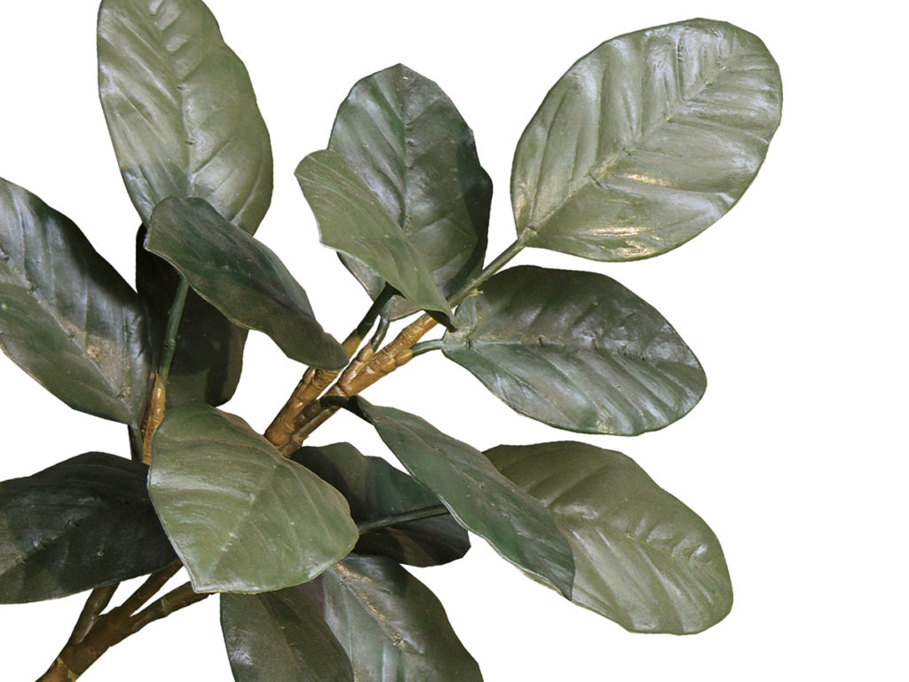 Banyan Plant ID# BNYB36+
