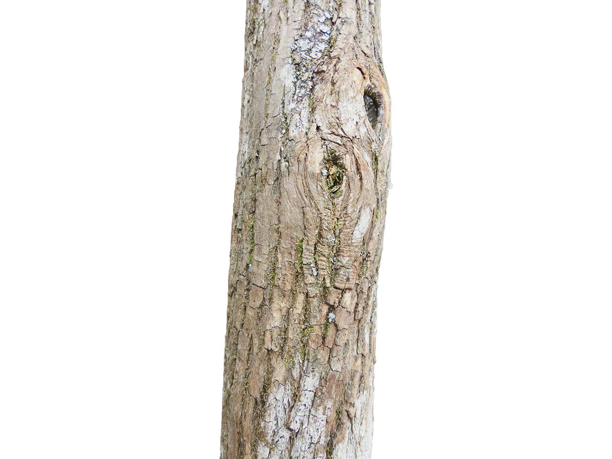 Banyan Tree, Giant ID# 17583
