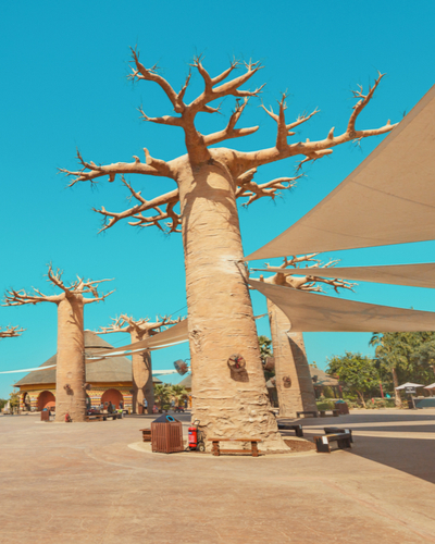 decorative Baobab tree