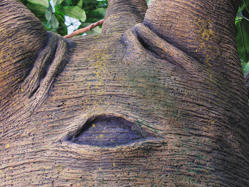 Small Leaf Baobab Tree ID# BSLFX2