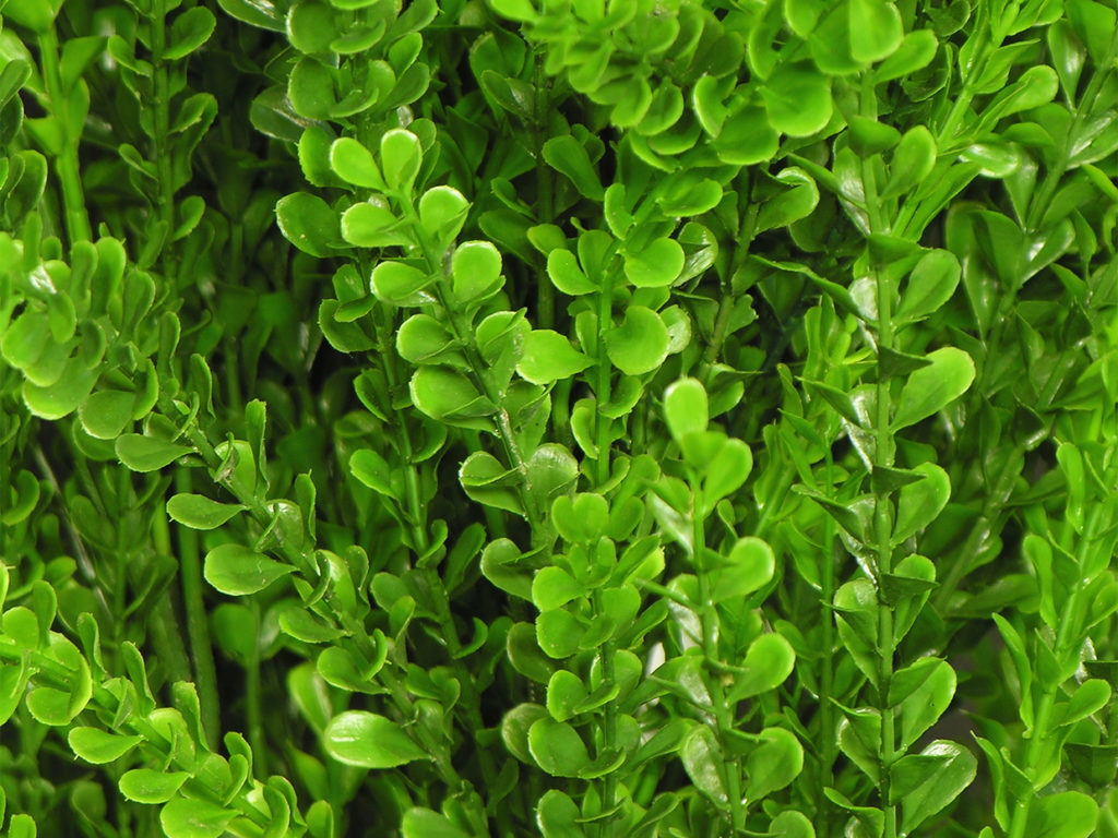 Barberry Plant ID# BAR224BB+