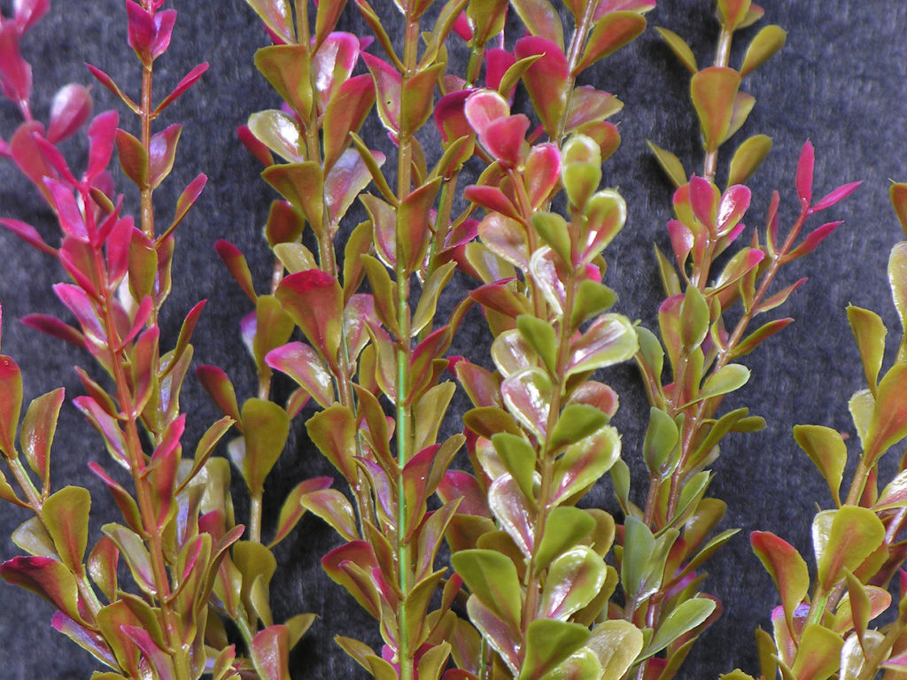 Barberry Plant ID# BAR224BB+