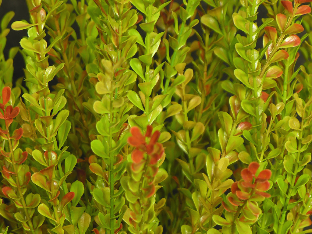 Barberry Plant ID# BAR224BB+