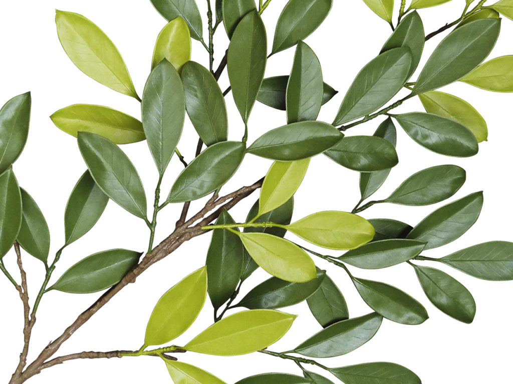 Bay Leaf Plant ID# BAYB48++