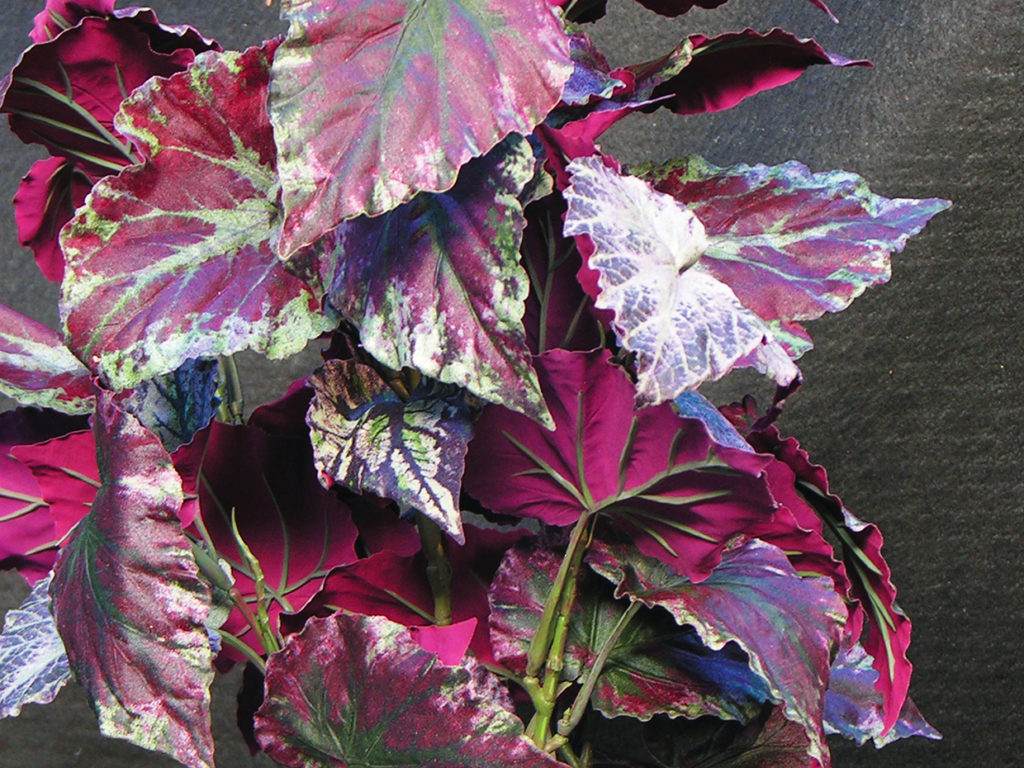 Rex Begonia Plant ID# REX121P, REX221S