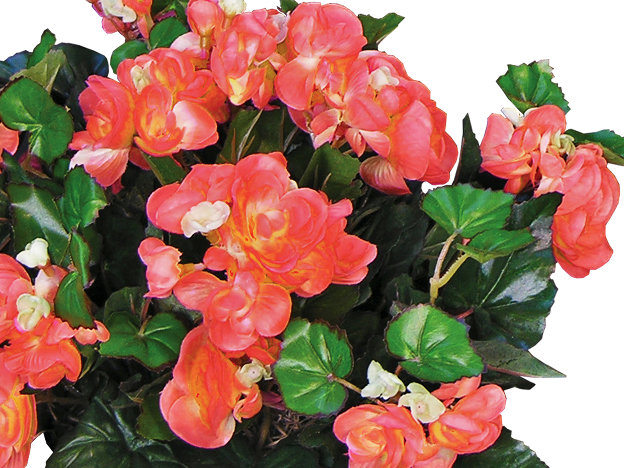 Begonia Plant Artificial Flowering Houseplant Commercial Silk