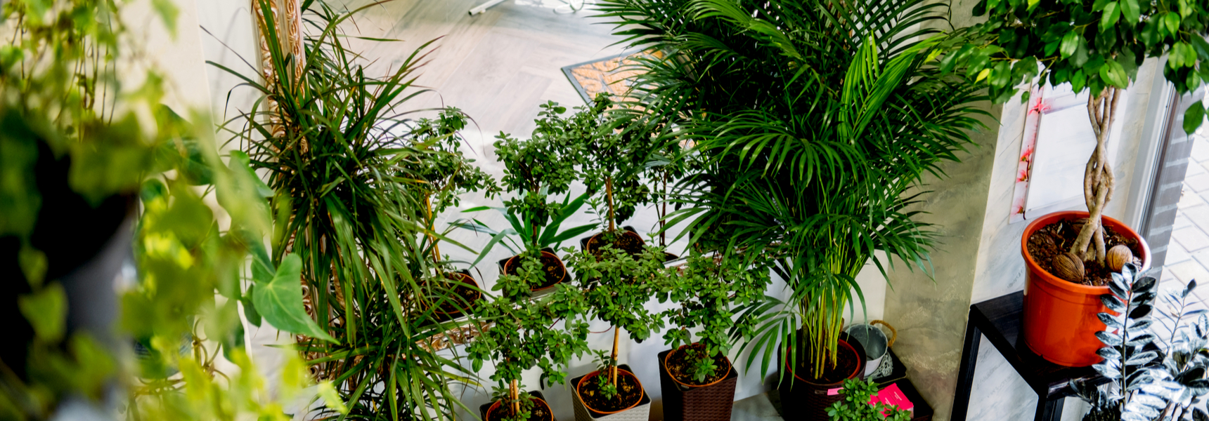 Biophilic Interior Design Concept