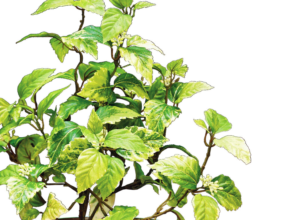 Mountain Birch Plant - Artificial Indoor Plants ID# BMT218