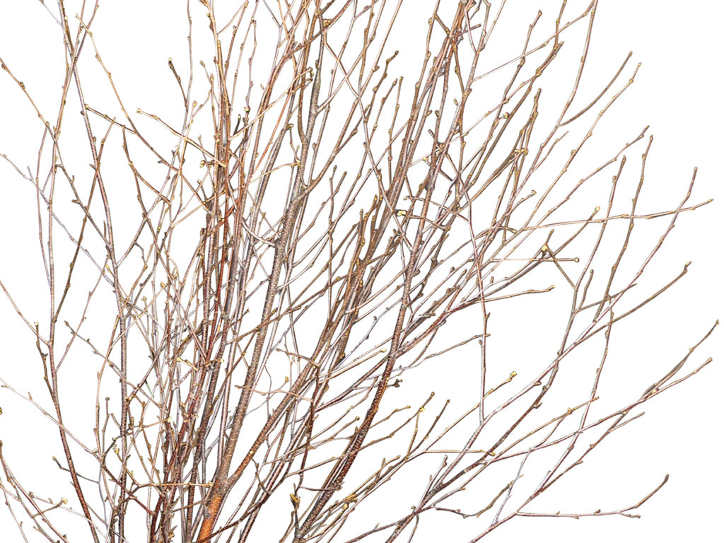 Winter Birch Tree ID# PBWM84