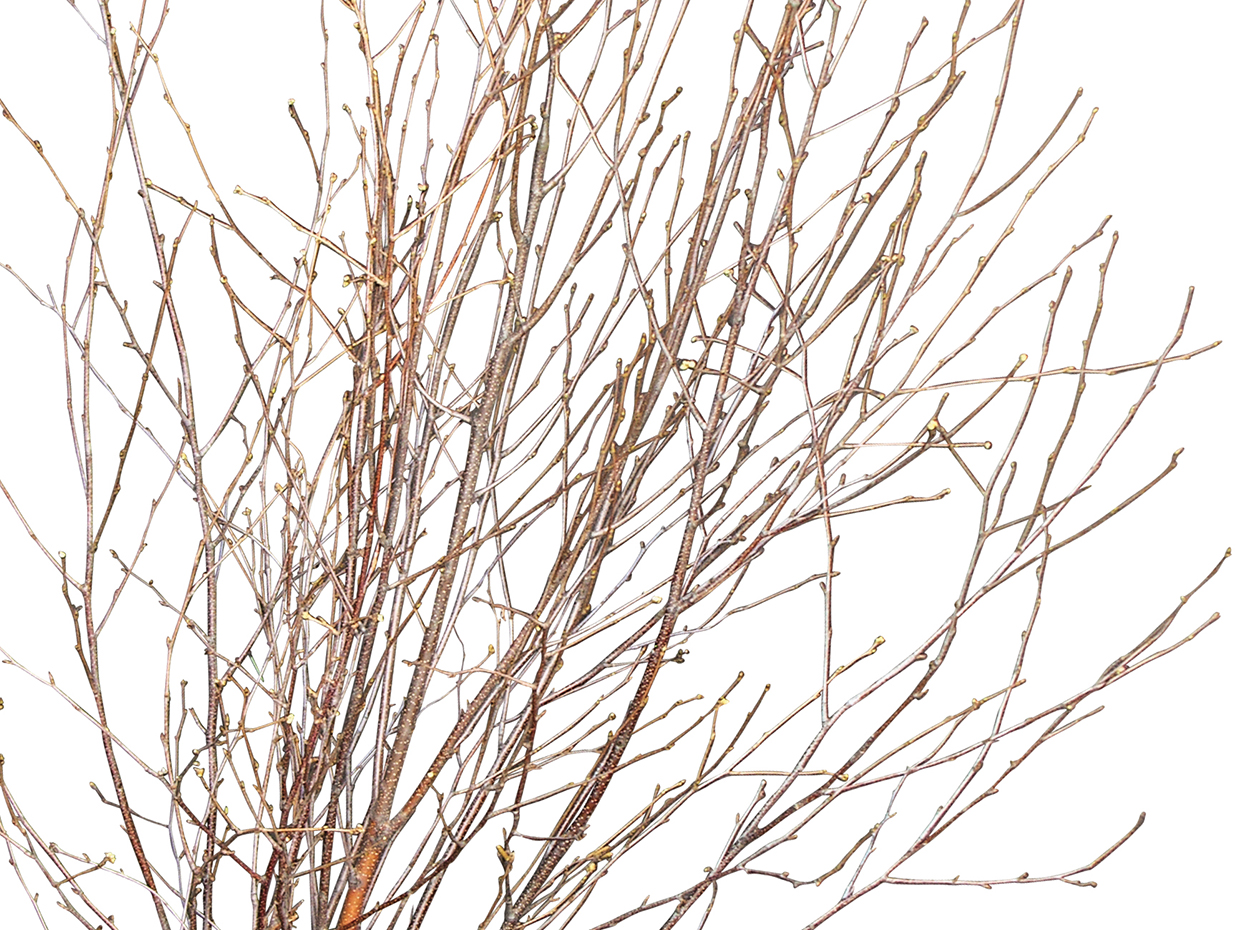 Winter Birch Tree, With Lights ID# 15780