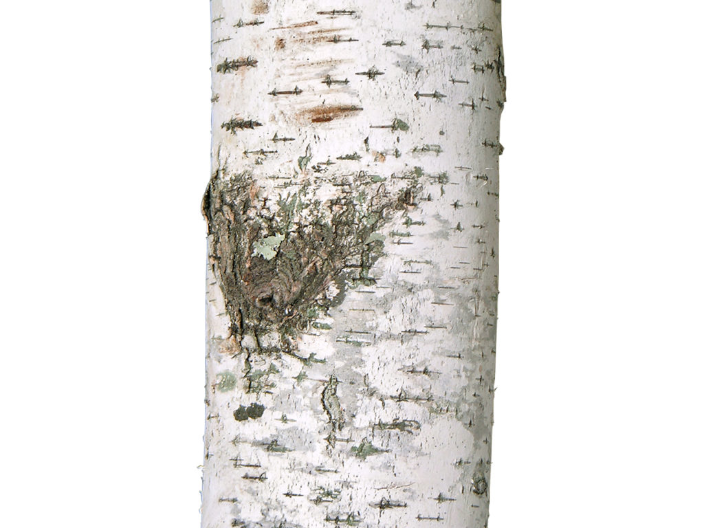 Birch Tree ID# 14603