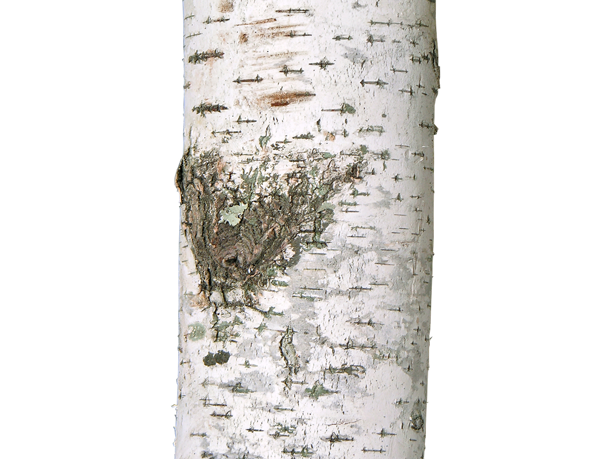 artificial potted birch trees