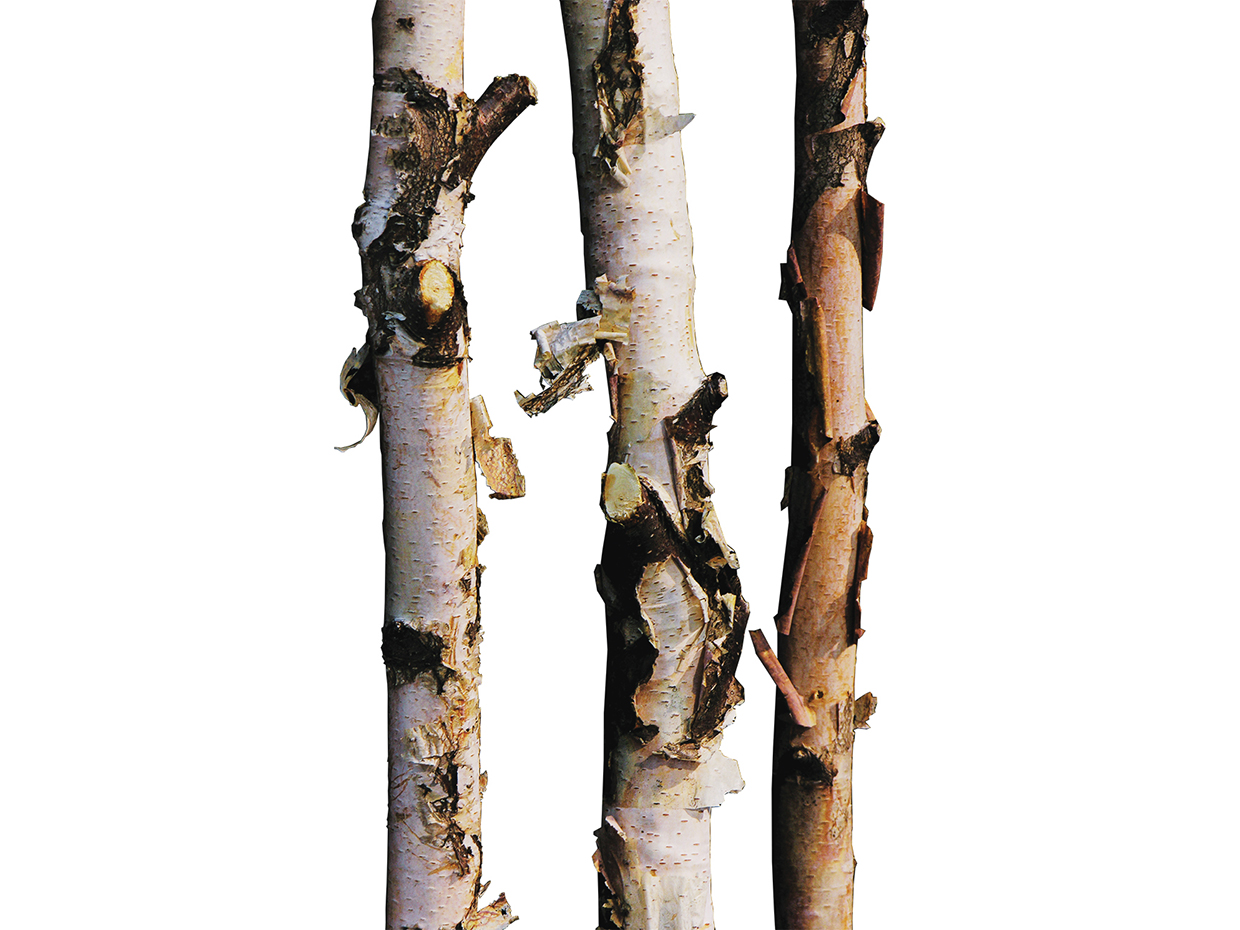 Paper Birch Grove, White ID# CUSTBIG72