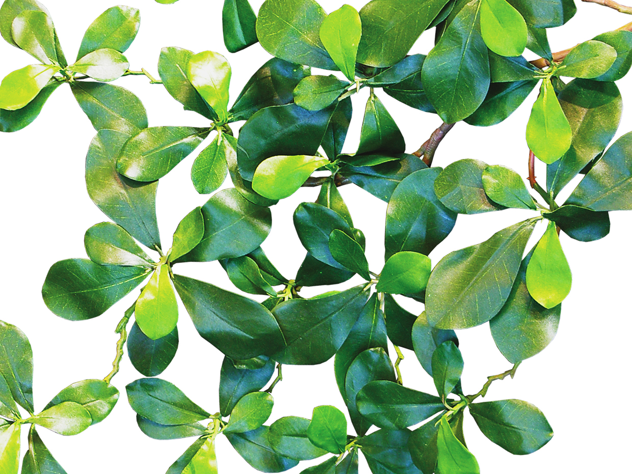 Black Olive Tree, Exotic ID# 13333