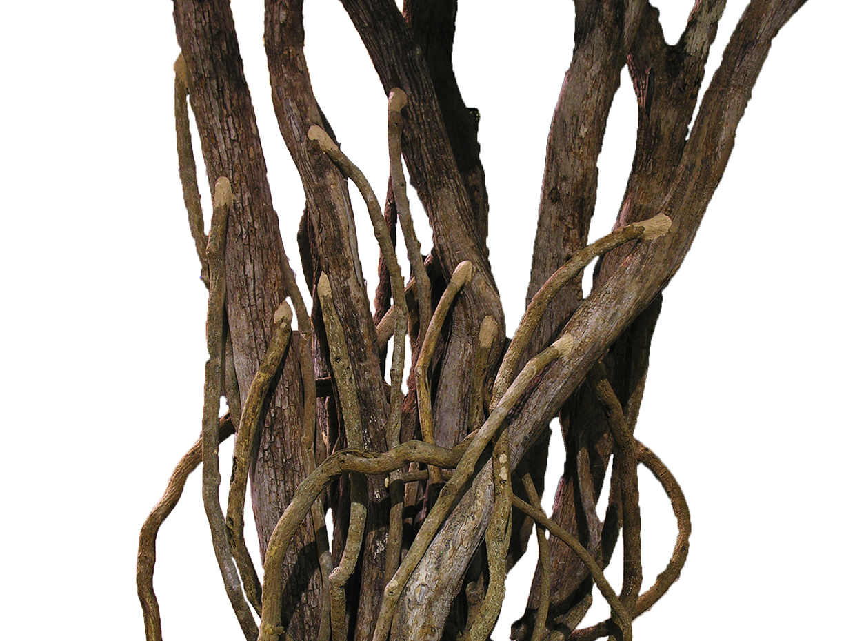 Black Olive Tree, Exotic ID# 13333