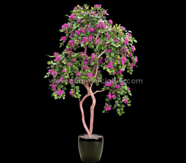 Beautiful Bougainvilleas to Create Fantastic Fairy Tale Landscape Themes