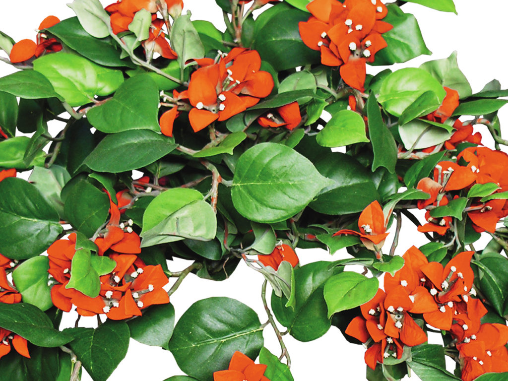 Bougainvillea Tree, Flowering, Tangerine ID# BOUM84