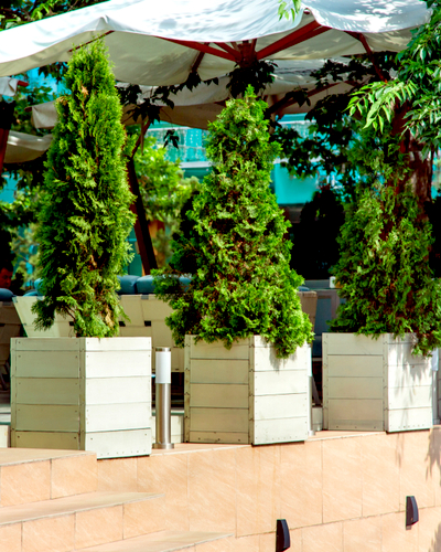 Boxwood Privet Hedges