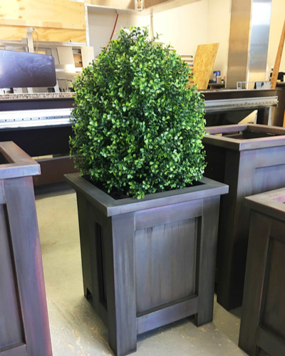 Boxwood bushes