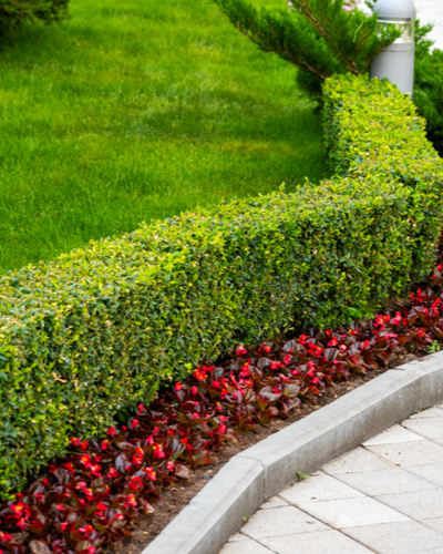 Boxwood privacy hedges