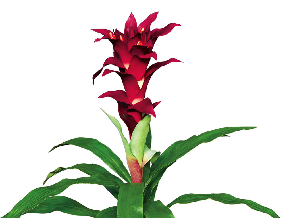 Guzmania Bromeliad (burgundy) ID# BRG121B