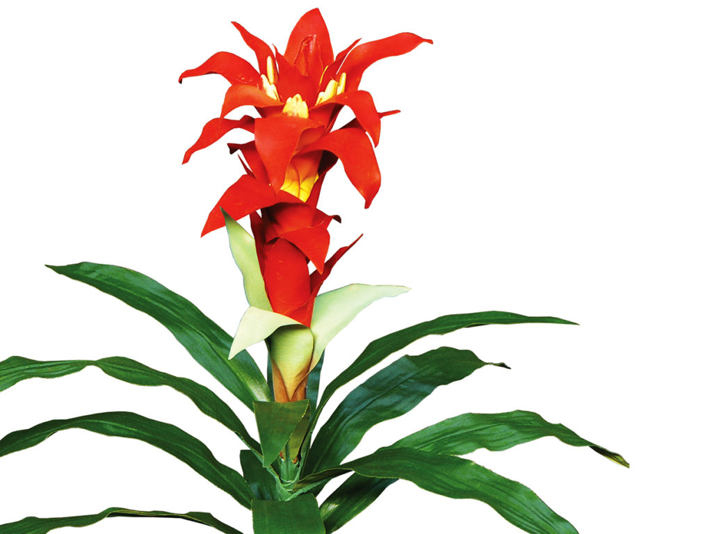 Guzmania Bromeliad (burgundy) ID# BRG121B