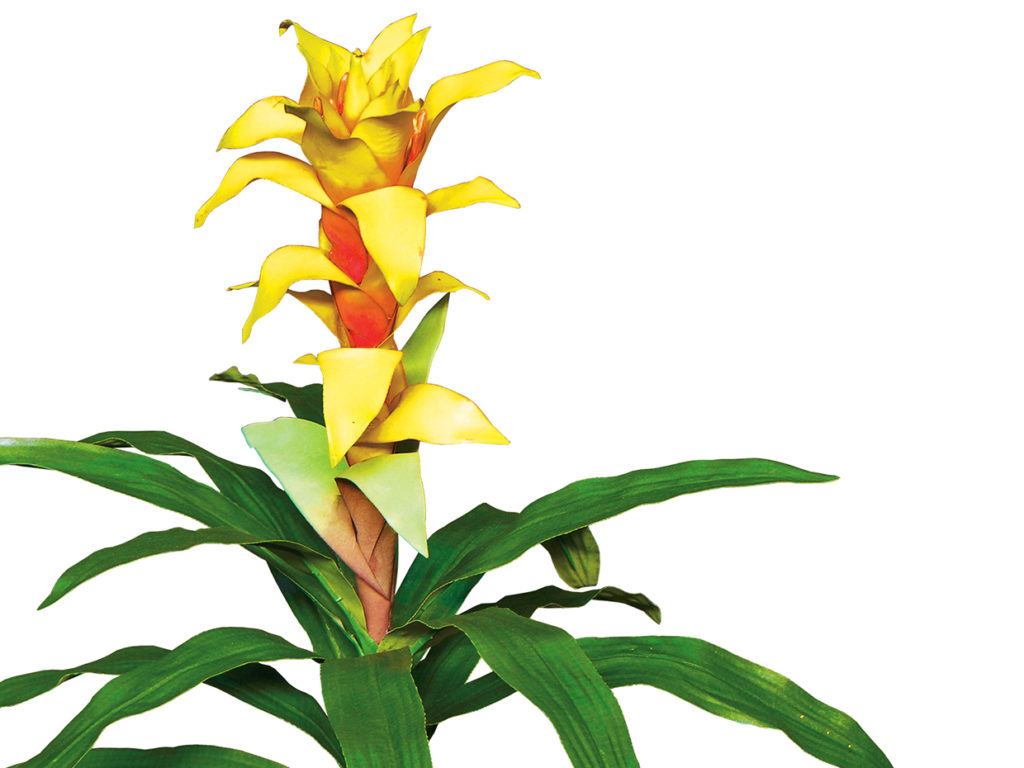 Guzmania Bromeliad (burgundy) ID# BRG121B