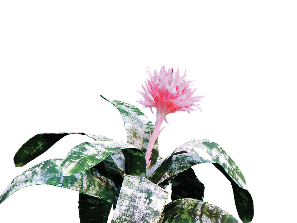Tricolor Bromeliad Plant ID# BRG321T