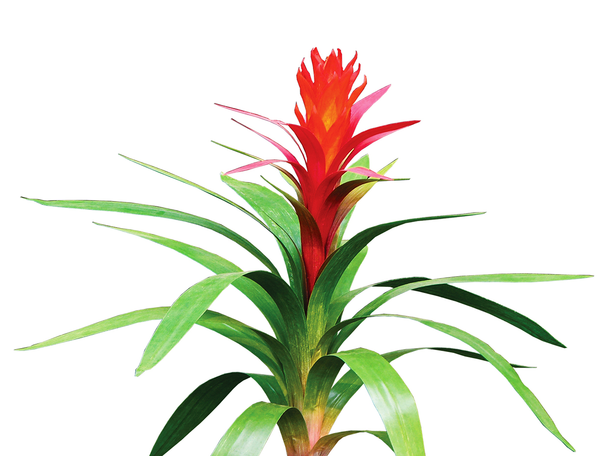 Cherry Bromeliad Plant ID# BGC116