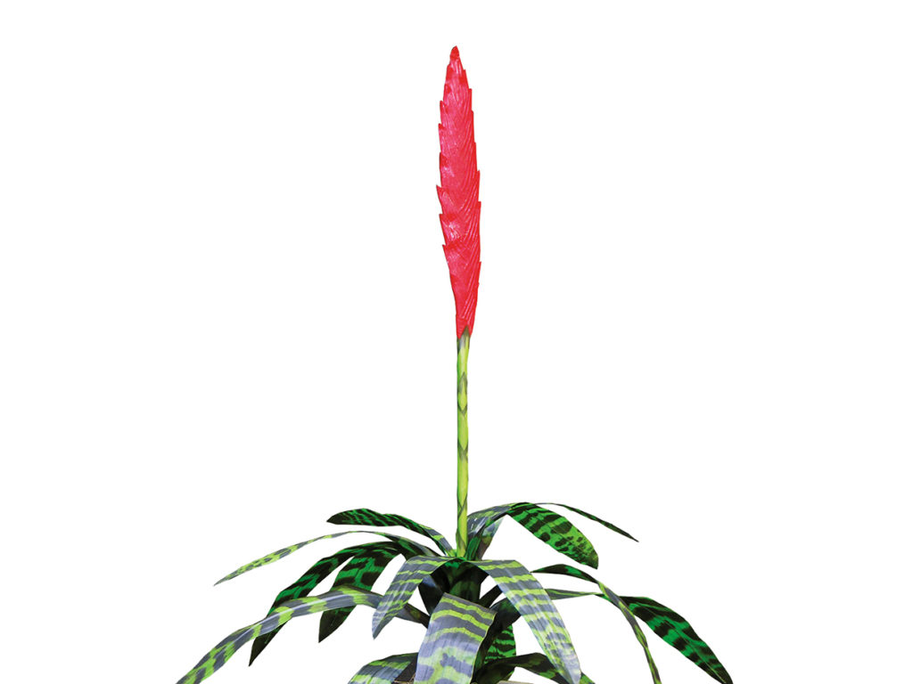 Tricolor Bromeliad Plant ID# BRG321T