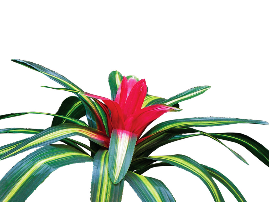 Tricolor Bromeliad Plant ID# BRG321T