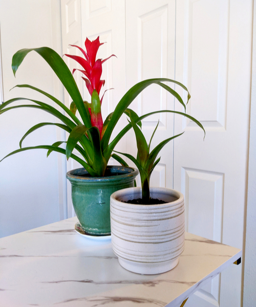 Bromeliads