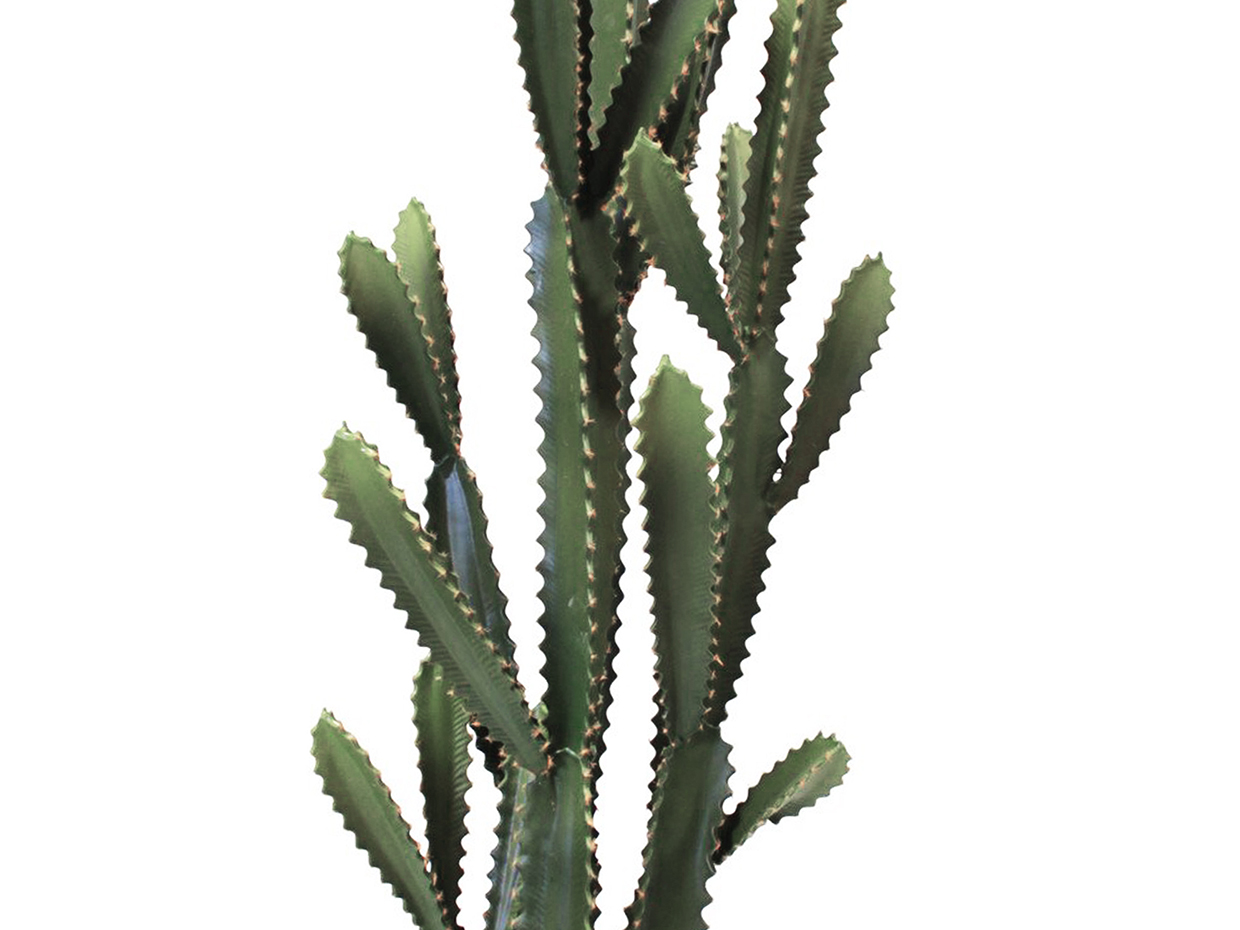 Arizona Cactus Plant ID# P2016PS