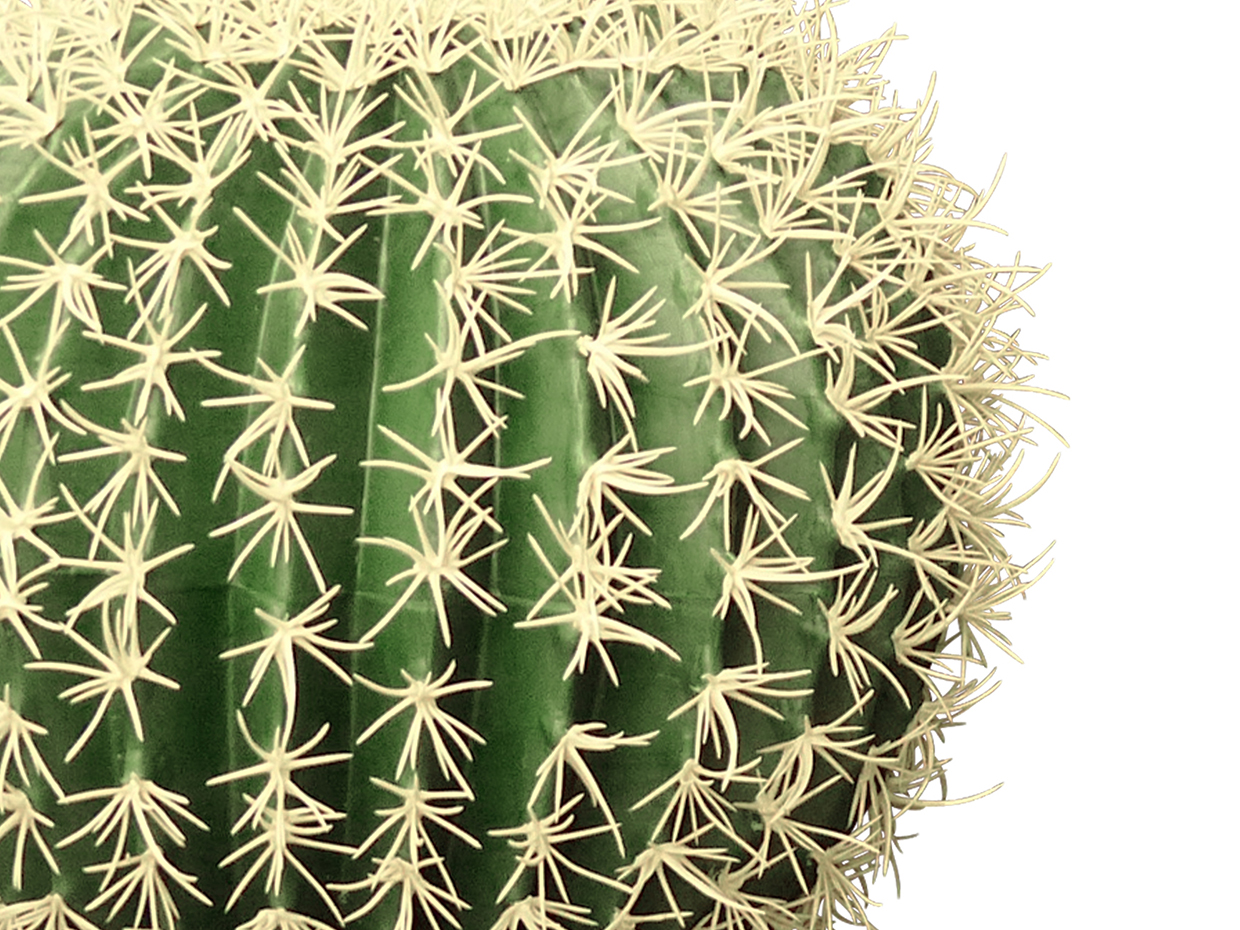 Outdoor Barrel Cactus Plant ID# CAB110++, CAB113++