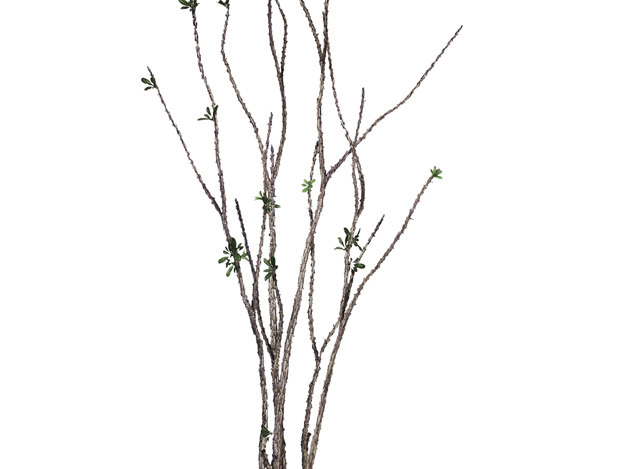 Euphorbia Cactus Plant ID# P9751PS