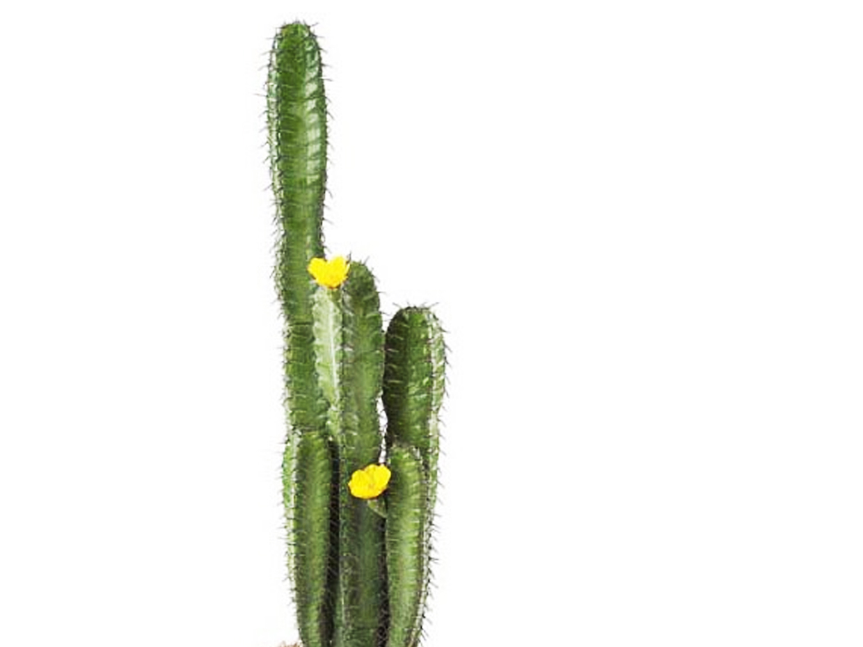 Fairy Castle Cactus Plant ID# P266-AS, P0366-AS