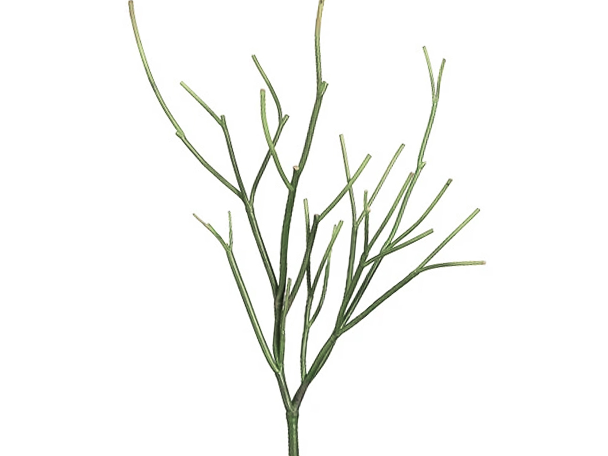 Pencil Cactus Plant ID# PRD-0094PCS