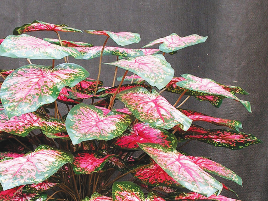 Caladium Plant ID# CAS123, CAL228
