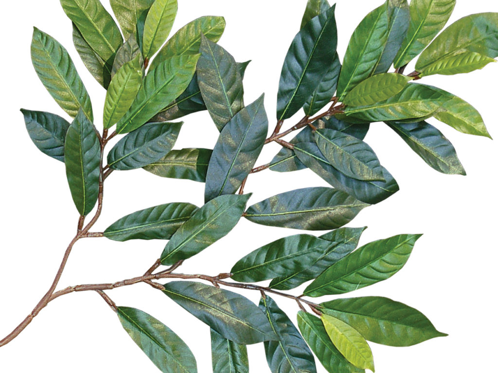 Capensia Tree ID# CACM72