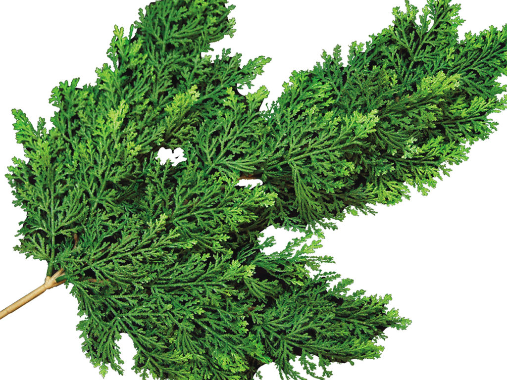 Juniper Tree, Outdoor ID# 11993