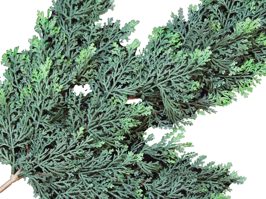 Cedar Ball Topiary ID# CED1B36