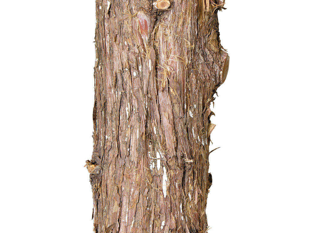 Long Needle Pine Tree ID# PLN1X4