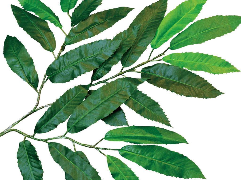Chestnut Tree ID# 14714