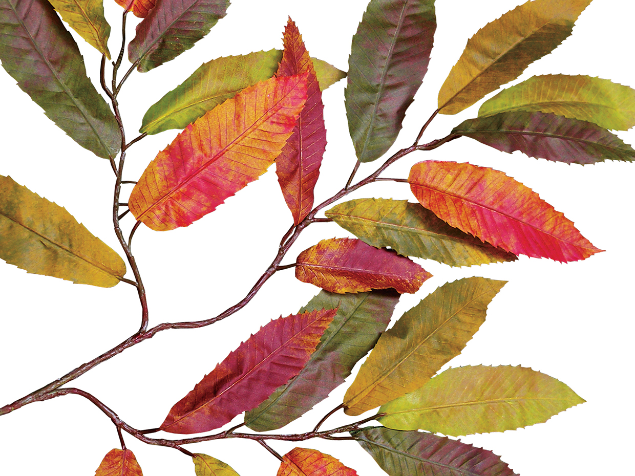 Chestnut Tree, Autumn ID# 15135